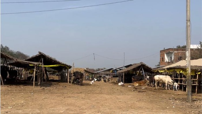 बक्सर जिले के चौसा में पशु मेला