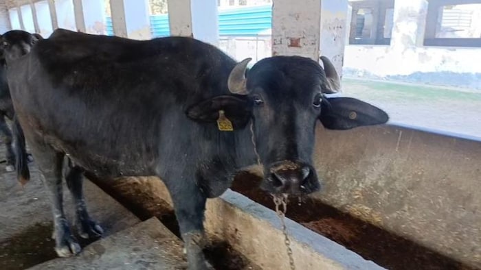 मुर्रा नस्ल की भैंस