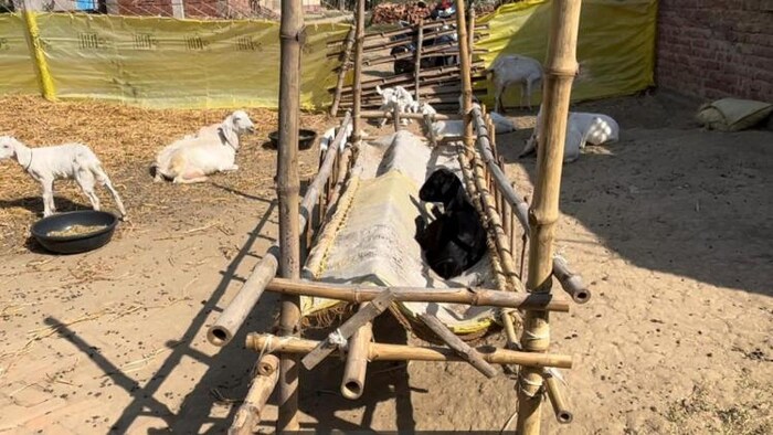 मनीष कुमार के पास करीब 30 बकरी है