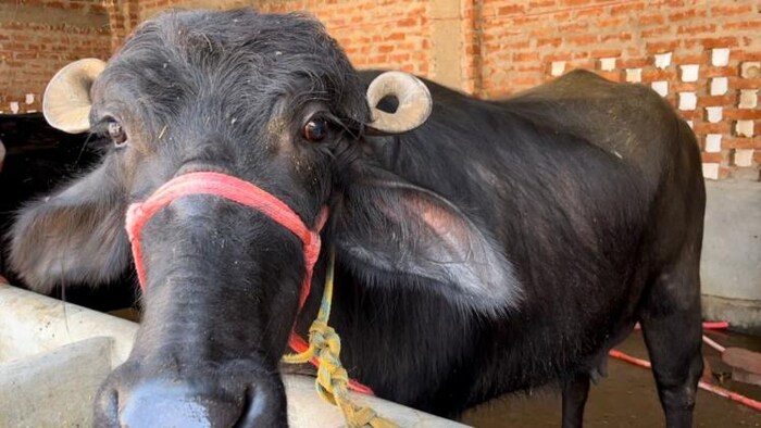 जाफराबादी भैंस हर रोज 15 से 16 लीटर तक दूध दे सकती हैं