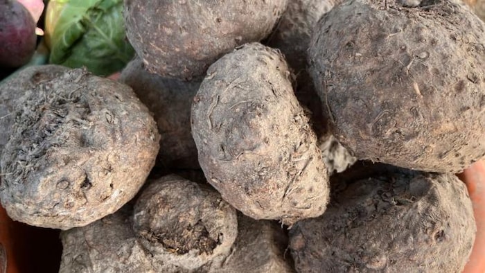 ओल की खेती करने के दौरान किन बातों का रखें ध्यान