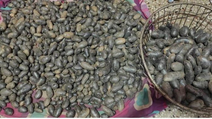 गया जिला में पहली बार काला आलू का उत्पादन