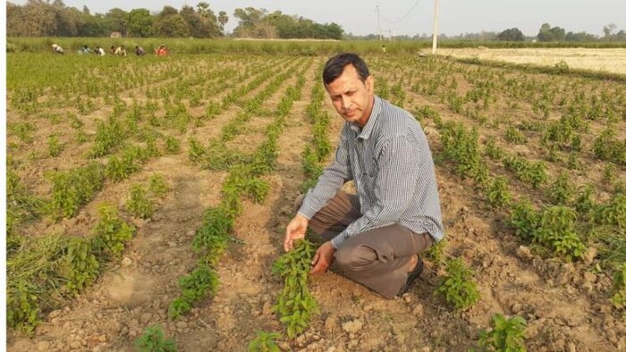 फोटो किसान तक -कृष्णा प्रसाद 25 साल से कर रहे हैं औषधीय पौधों की खेती