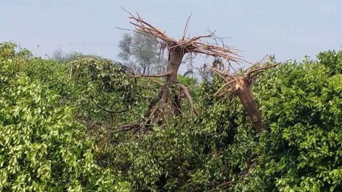 पंजाब में चक्रवाती तूफान से भारी तबाही