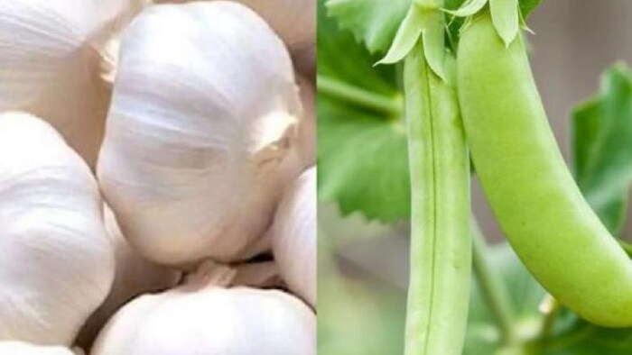 एक साल में पुलवामा जिले से बेचे गए 42 करोड़ के लहसुन-मटर