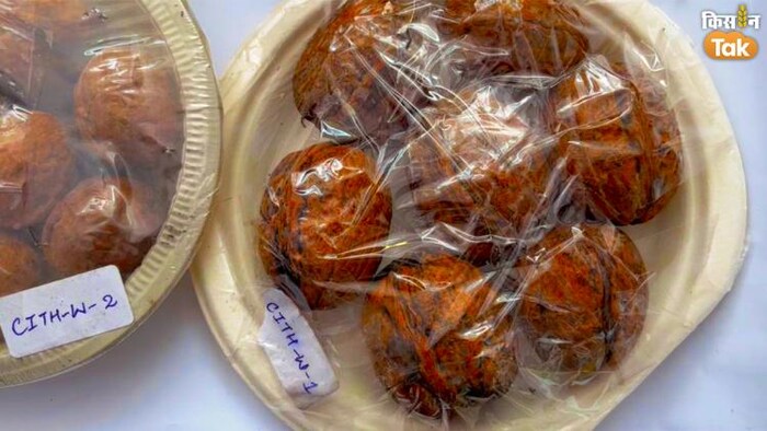 यह है सबसे बड़ा और सबसे ज्यादा वजनदार अखरोट.