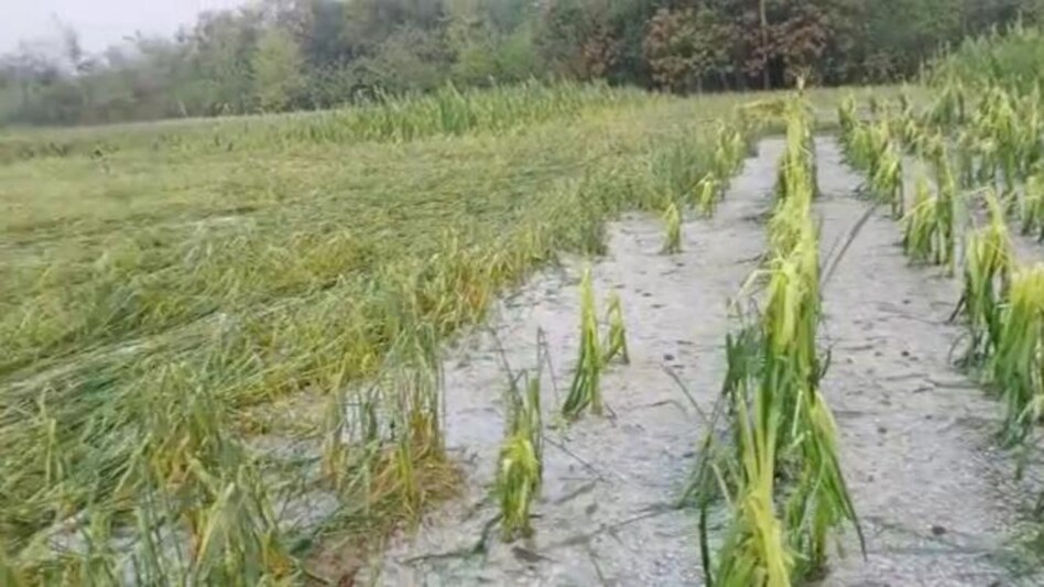 मुजफ्फरपुर: ओलावृष्टि की वजह से सैकड़ों एकड़ में लगी फसल बर्बाद, किसानों ने की मुआवजे की मांग मुजफ्फरपुर: ओलावृष्टि की वजह से सैकड़ों एकड़ में लगी फसल बर्बाद, किसानों ने की मुआवजे की मांग