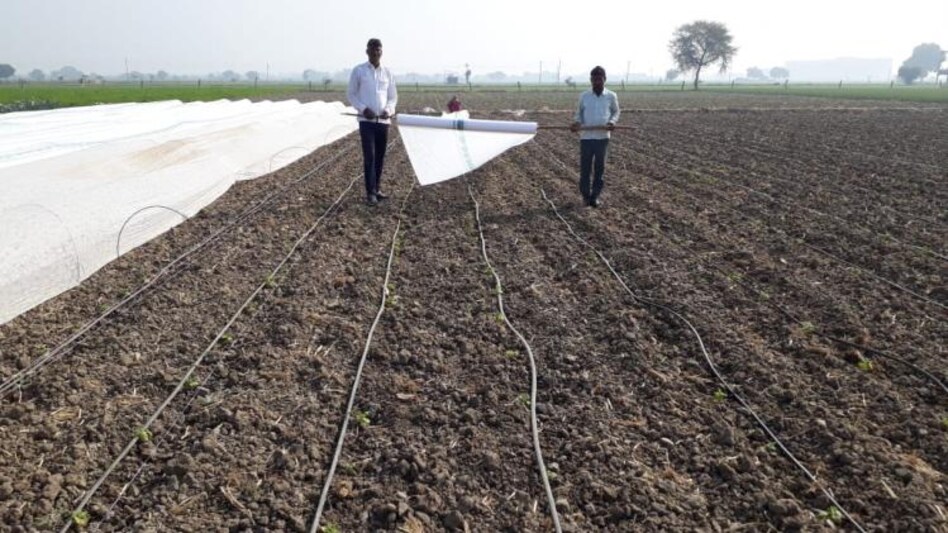 रंगीन गोभी और काले-पीले टमाटर उगा रहे जयप्रकाश, सालाना 20 लाख का है कारोबार  रंगीन गोभी और काले-पीले टमाटर उगा रहे जयप्रकाश, सालाना 20 लाख का है कारोबार