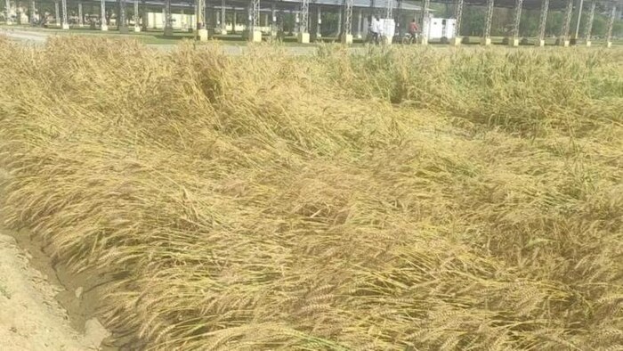 बेमौसम बारिश से फसल नष्ट, फोटो:kisantak