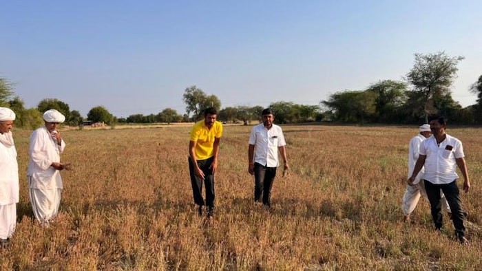 राजस्थान में बारिश और ओलावृष्टि से फसलों में 80 प्रतिशत तक नुकसान की संभावना जताई गई है. फोटो- नरेश बिश्नोई