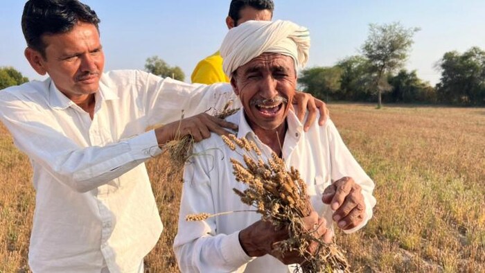 पिछले हफ्ते हुई बारिश में जालोर जिले में जीरे में 40 फीसदी तक नुकसान दर्ज हुआ था. फोटो- नरेश बिश्नोई