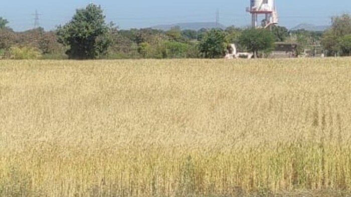 किसानों को मौसम विभाग ने फसलों की कटाई शुरू करने की दी सलाह, सांकेतिक तस्वीर