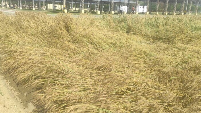 गेहूं के लिए खतरनाक साबित होगी ये बारिश! फोटो साभार; किसान तक
