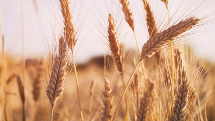 गेहूं की फसल का किया गया आंकलन