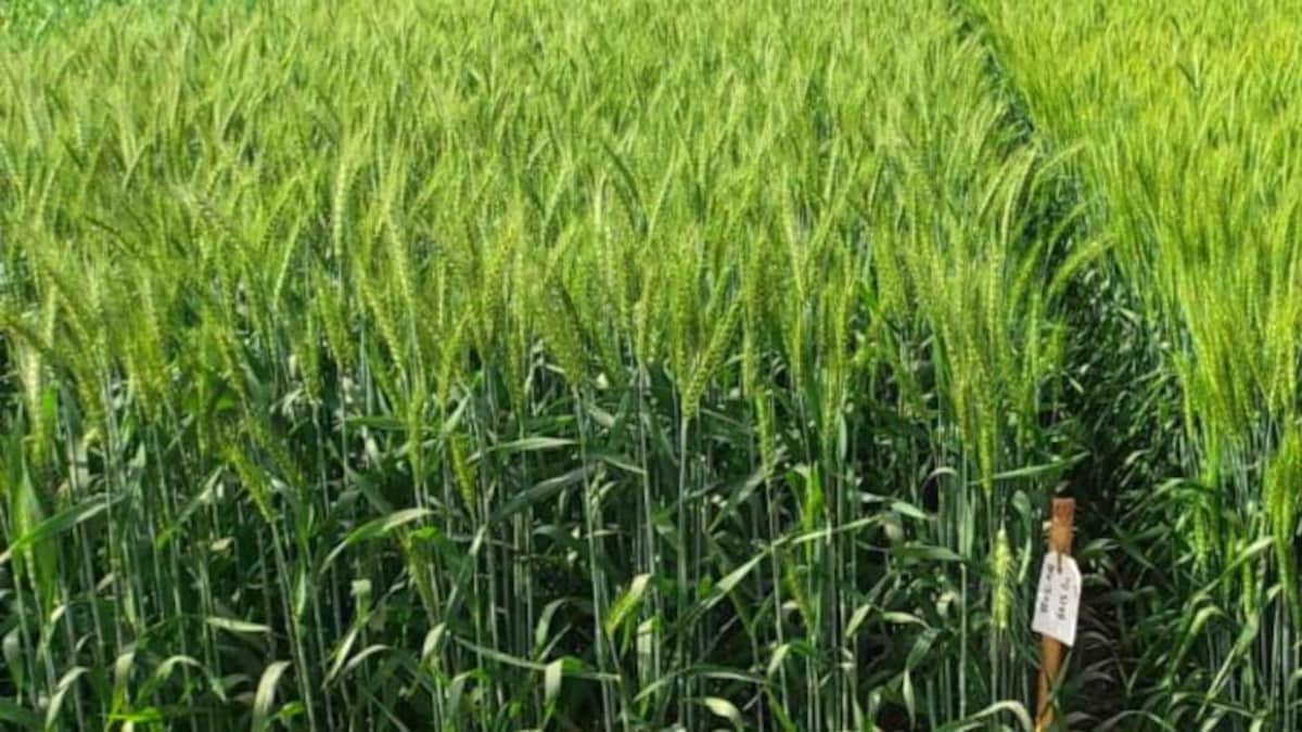 पंजाब और हरियाणा में तेज हवाएं चलने की संभावना, गेहूं की फसल हो सकती है प्रभावित - Punjab and Haryana wheat crop winds may flatten impact yield wheat production -