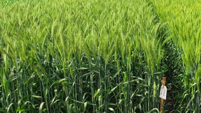 गेहूं की फसल हो सकती है प्रभावित