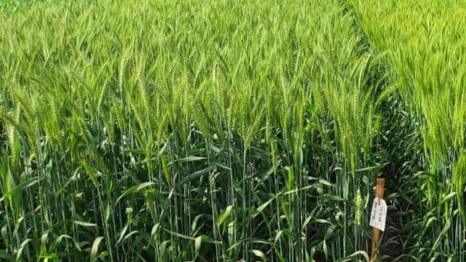 जलवायु परिवर्तन: गेहूं को बढ़ते हुए तापमान से कैसे बचाएं? पांच पॉइंट में समझें पूरी बात - Wheat farming tips production heat tolerant wheat varieties conservation agriculture -