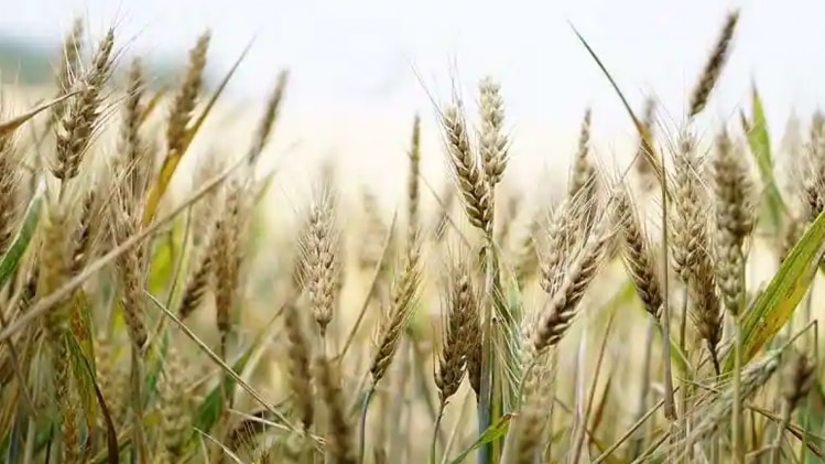 बढ़ते तापमान से सूखने लगी गेहू की बालियाँ
