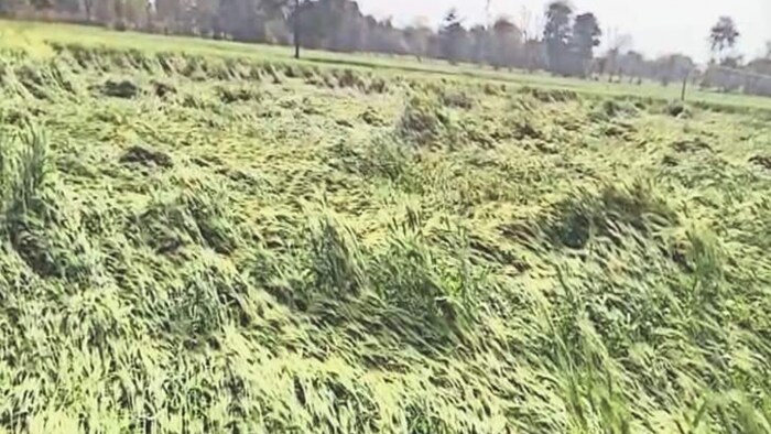 बारिश और ओला गिरने से गेहूं की फसल को हुआ नुकशान