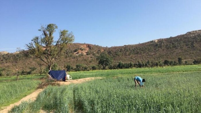 यूपी में गेहूं की फसल काटने को तैयारी, सरकार ने एमएसपी घोषित की