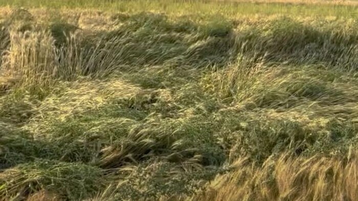 बेमौसम बारिश और ओलावृष्टि से गेहूं की 25-50 प्रतिशत फसल बर्बाद