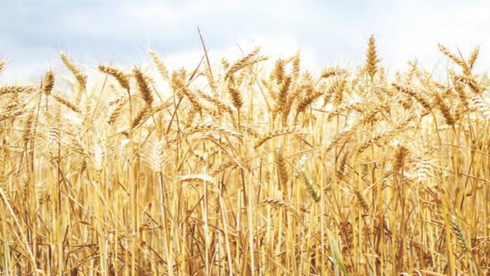 मध्यप्रदेश में 25 मार्च से शुरू होगी गेहूं की सरकारी खरीद