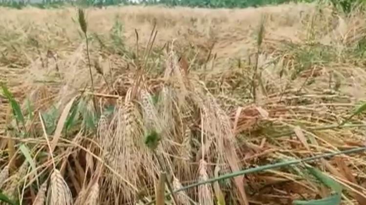 सीहोर में शरबती गेहूं पर बेमौसम बारिश की मार
