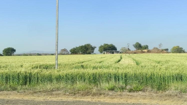 गेहूं की फसल पर तापमान नहीं, बारिश का खतरा. (Photo-Kisan Tak)