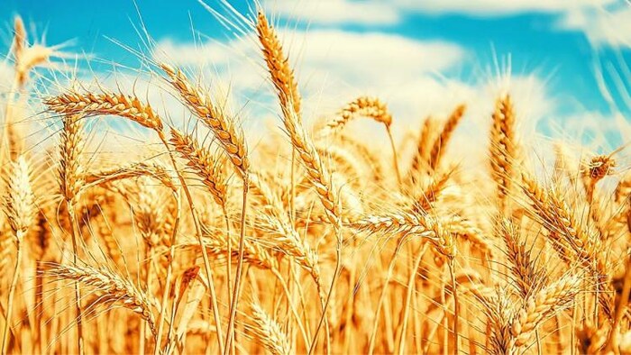 देश की टॉप 5 मंडियों में गेहूं की कीमतें, सांकेतिक तस्वीर