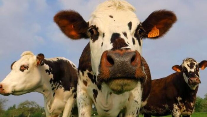 अब किसानों को घर पर मिलेंगी पशु चिकित्सक सेवाएं