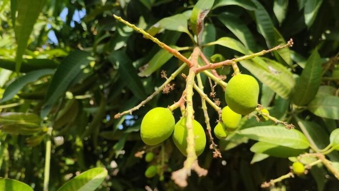 देश के कई राज्यों में गिरा आम उत्पादन का आंकड़ा, Photo Credit: Kisan Tak