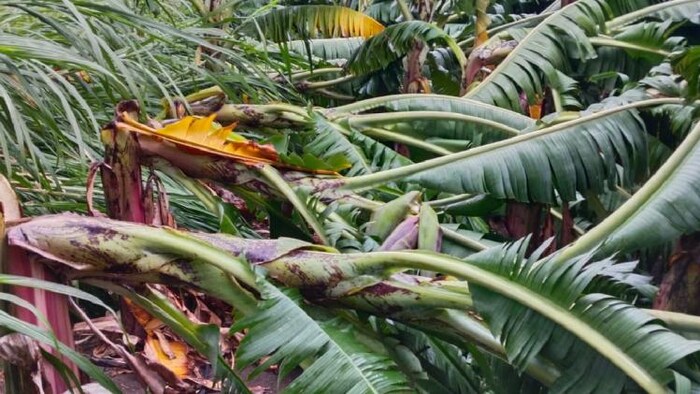 हिंगोली में बारिश से केले की खेती को बहुत नुकसान पहुंचा है