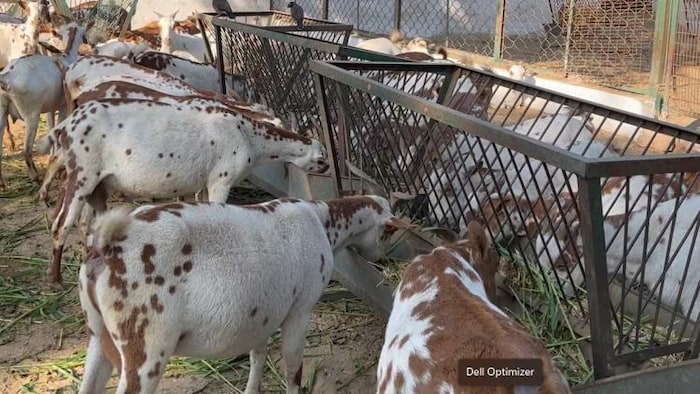 चारा खाती हुईं बकरियां. फोटो क्रेडिट-किसान तक