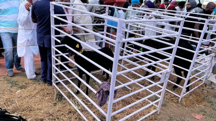 पंजाब की बकरी ने बनाया रिकाॅर्ड, एक दिन में देती है 5 लीटर दूध, जानें डिटेल 