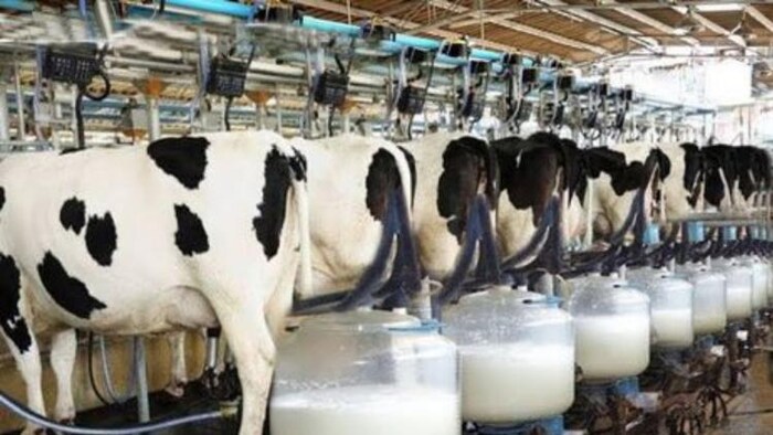 गर्मियों के नुकसान से बचाने के लिए पशुपालकों के लिए बनाई गई योजना