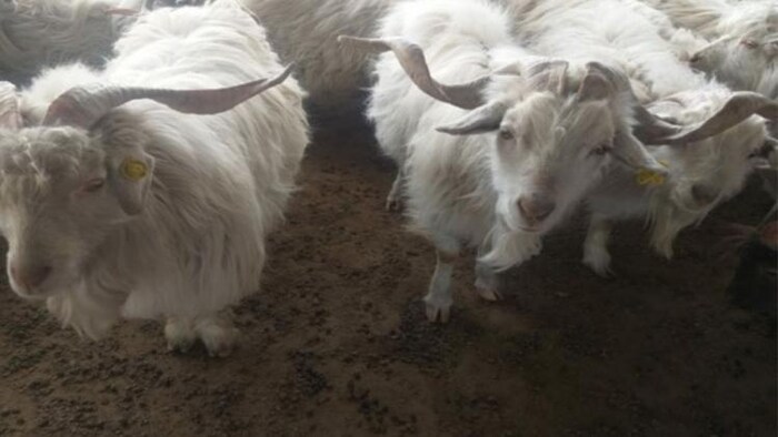 लेह-लद्दाख में पाई जाने वाली चांगथांगी बकरी. फोटो क्रेडिट- सीआईआरजी