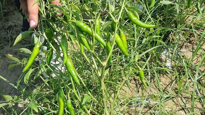 फिरोजपुर के मिर्च उत्पादकों ने पेश की मिसाल