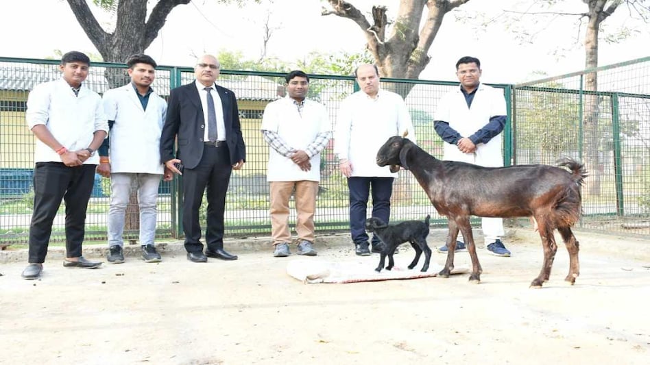 World Veterinary Day: पशुओं से अपनी पसंद के बच्चे पैदा करा रहे हैं पशुपालक, जानें पूरा मामला World Veterinary Day: पशुओं से अपनी पसंद के बच्चे पैदा करा रहे हैं पशुपालक, जानें पूरा मामला