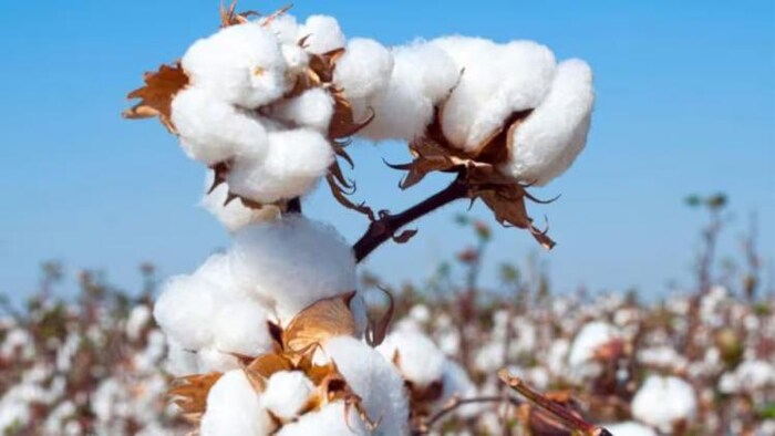 राजस्थान में कपास की बुवाई कई जिलों में शुरू हो गई है. फोटो- Kisan Tak