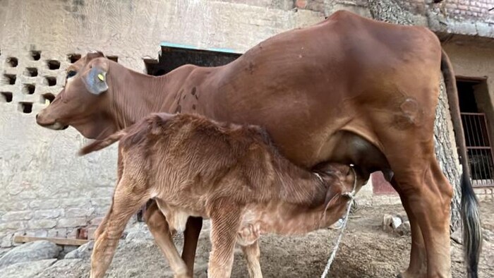 लंपी बीमारी ने भारत में दूध उत्पादन को बहुत प्रभावित किया है
