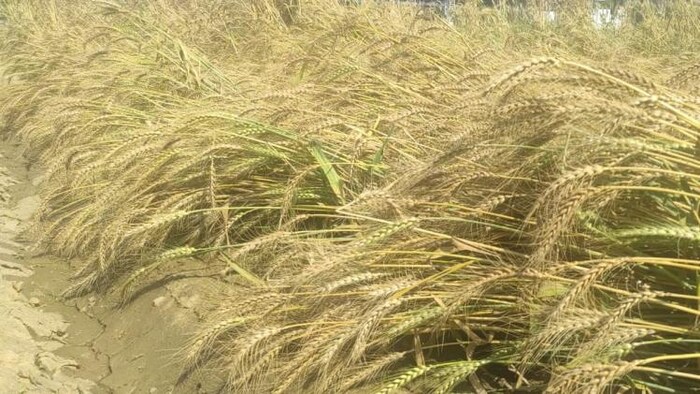 मुआवजे को लेकर हो रही मांग, राज्य सरकार ने दिया आश्वासन (Photo-Kisan Tak).