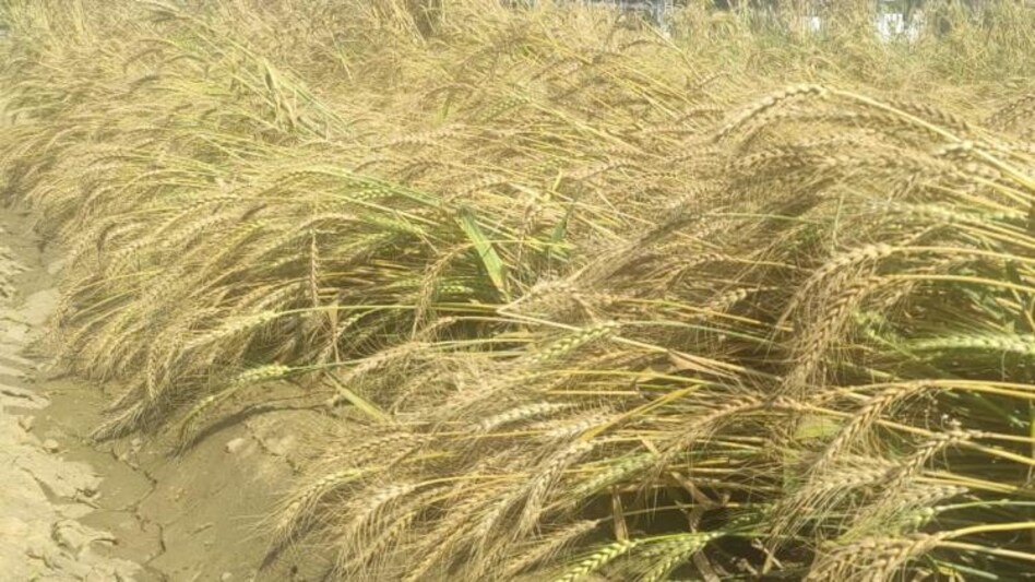 Crop Damage Compensation: बेमौसम बारिश से खराब हुई फसलों का मिलेगा मुआवजा, पंजाब सरकार ने मांगी रिपोर्ट Crop Damage Compensation: बेमौसम बारिश से खराब हुई फसलों का मिलेगा मुआवजा, पंजाब सरकार ने मांगी रिपोर्ट