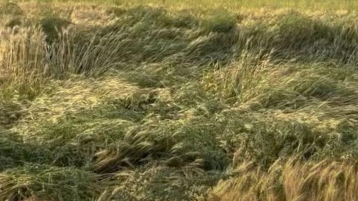 हरियाणा के किसानों के लिए बड़ी राहत