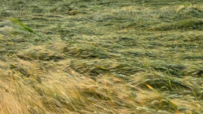 बारिश से हुए नुकसान के बाद बीमा राशि के लिए किसानों ने किया प्रदर्शन