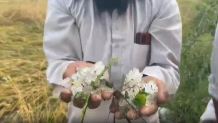 ओलावृष्टि से गेहूं की फसल कों हुआ भारी नुकसान