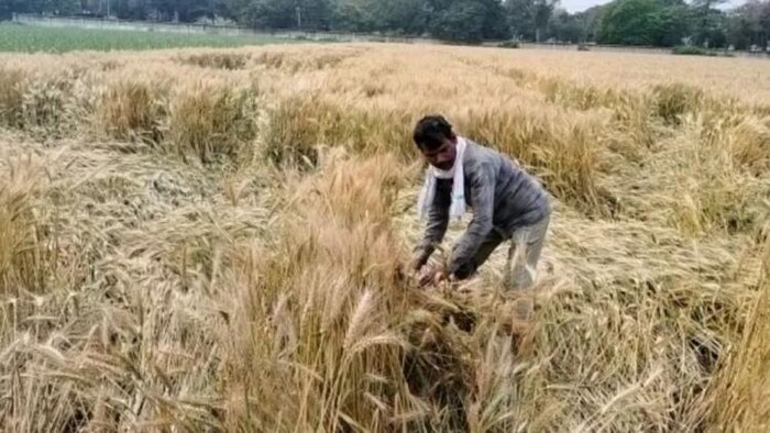 मध्य प्रदेश में बारिश से गेहूं की फसल का भारी नुकसान हुआ है