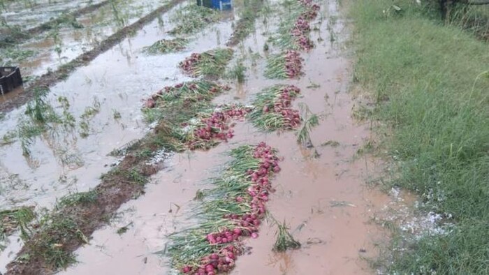 बेमौसम बारिश होने से प्याज की तैयार फसल हुई नष्ट (photo-kisan tak)
