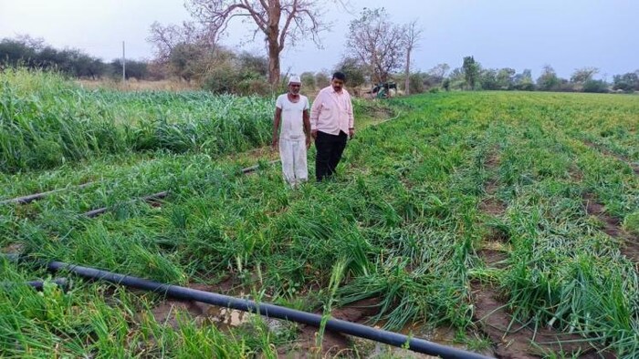 बेमौसम बारिश से फसलों को हुआ भारी नुकसान