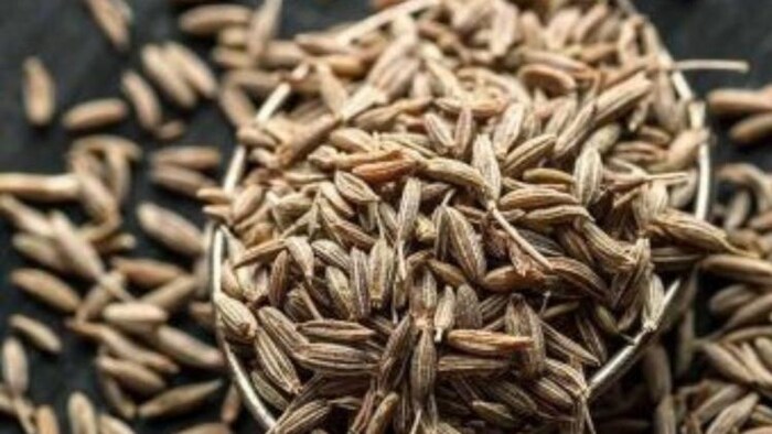 राजस्थान में बारिश से प्रभावित हुई जीरे की फसल