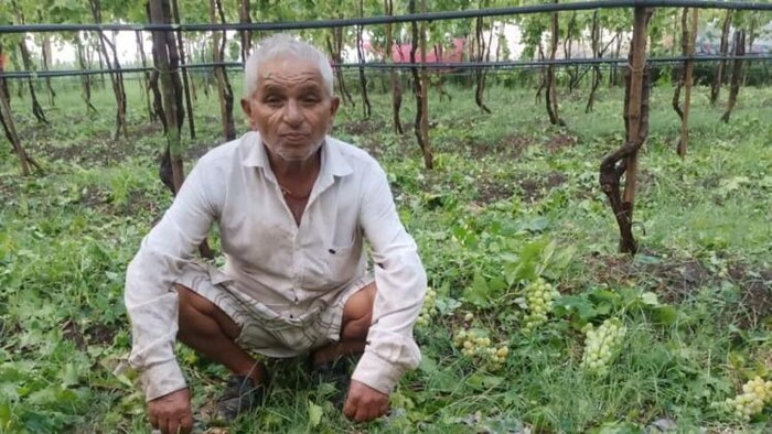 बेमौसम बारिश से अंगूर के बाग हुए बर्बाद. (फोटो किसान तक)